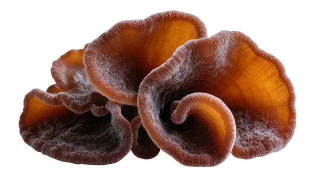 Wood ear mushrooms cluster Auricularia auricula-judae, edible fungus