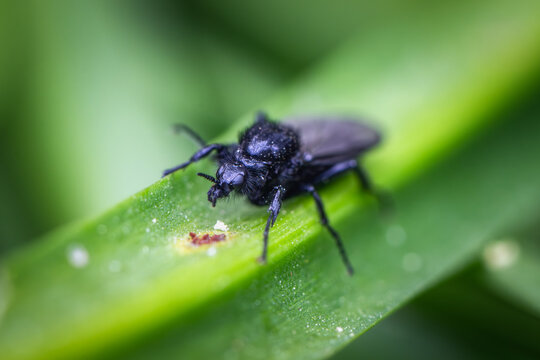 View of a black St. Mark's fly resting on a vibrant green blade of grass with a soft bokeh background in Oldtown, County Dublin, Ireland.