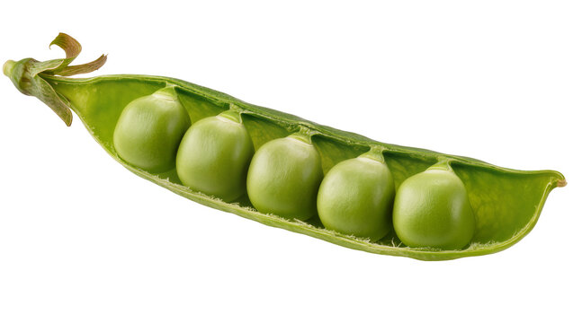 Fresh green pea pod with five round peas inside