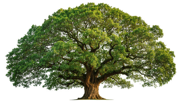 Massive ancient oak tree with lush green foliage and thick gnarled trunk
