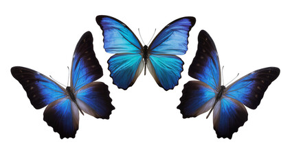 Three blue morpho butterflies with iridescent wings © Lisa
