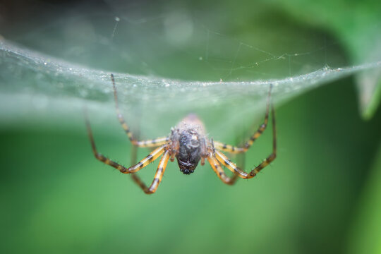View of a spider with striped legs hanging from its web against a blurred green background in Oldtown, County Dublin, Ireland.