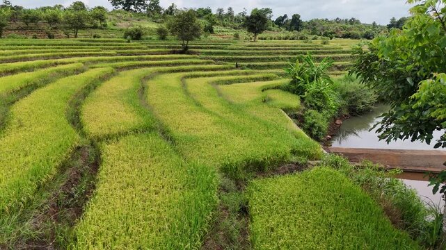 Drone footage captured at low altitude above terraced rice fields in Chu Sue Commune, Gia Lai Province, Vietnam. The drone skims just above lush green rice plants, documenting active farmland with a m