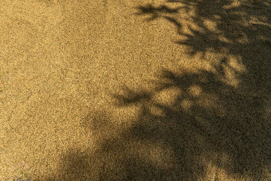 Full frame background texture of golden harvested rice grains drying under vibrant morning sunlight with dappled tree leaf shadows, perfect for an organic farming agricultural crop production backdrop