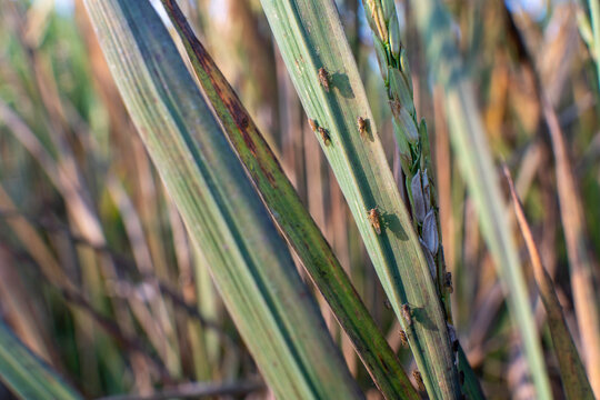 Macro shot of several brown planthopper insects crawling on a green rice paddy leaf under warm natural sunlight, agricultural crop pest infestation and plant disease risk texture background fine