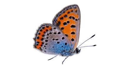 Orange and blue butterfly with black spots © Luca