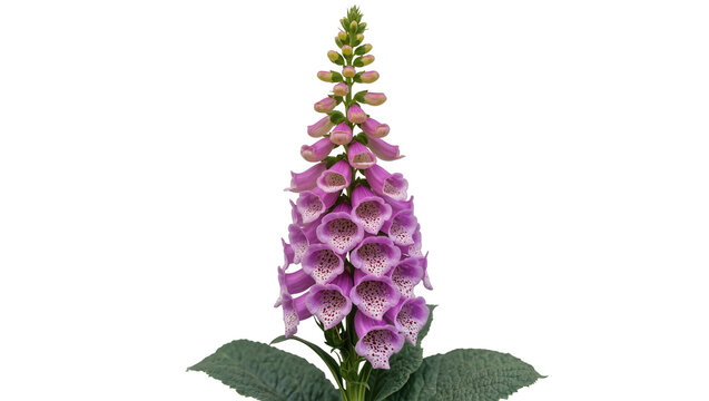 Purple foxglove flower with green leaves