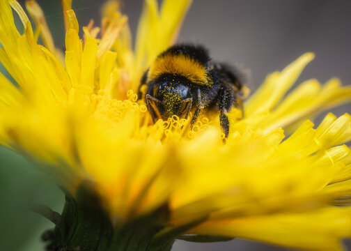 View of a fuzzy bumblebee covered in yellow pollen while feeding on a bright yellow wildflower in Oldtown, County Dublin, Ireland.