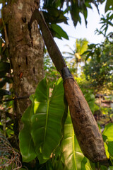 Fototapeta premium Close up of a traditional Indonesian curved sickle knife tool stuck on a tree trunk surrounded by large fresh green leaves under bright natural morning sunlight, rural farming agriculture texture crop