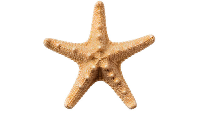 Starfish marine echinoderm with five arms