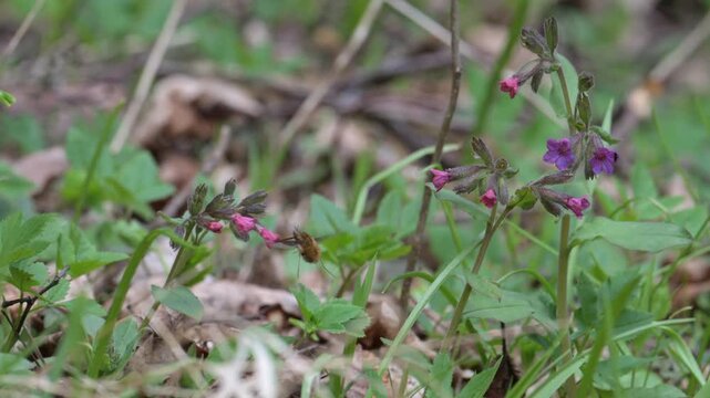 large, or dark-edged, or greater bee-fly (Bombylius major) feeding and pollinating purple flowers in slow motion