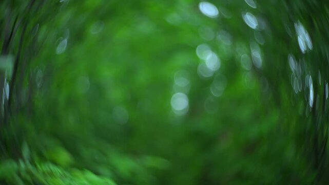 Rowan branches in windy forest with natural green background and swirly bokeh