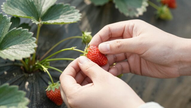 Close-up of hands harvesting a ripe red strawberry from a plant.