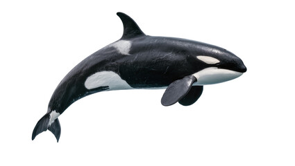 Orca whale swimming, black and white marine mammal © Julia