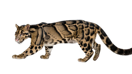 Naklejka premium Clouded leopard walking with distinctive cloud-like markings