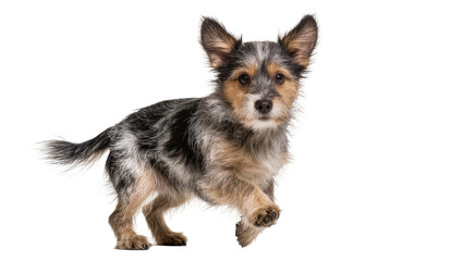 Small scruffy terrier dog with upright ears walking © Julia
