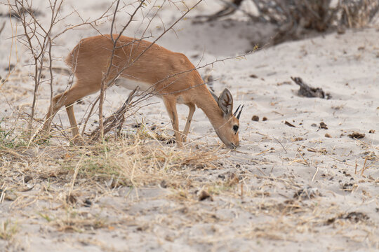Steenbok also known as Steinbuck or Steinbok in Damaraland, Namibia, Africa