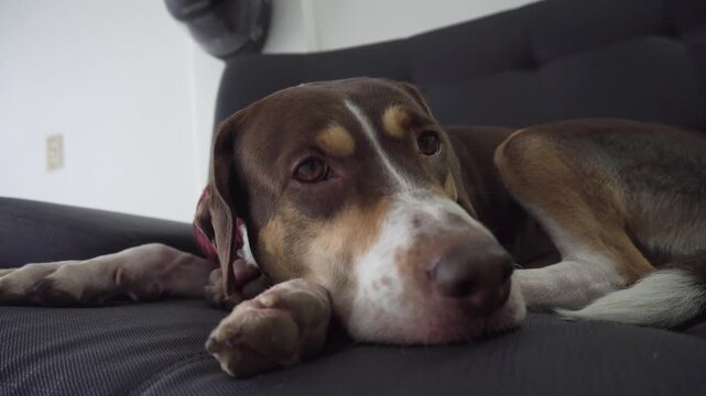 A close up of a cute hound dog resting peacefully on a comfortable black sofa at home.