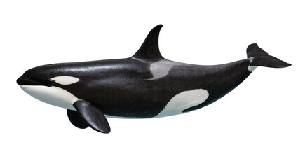 Orca killer whale black and white marine mammal © Lisa