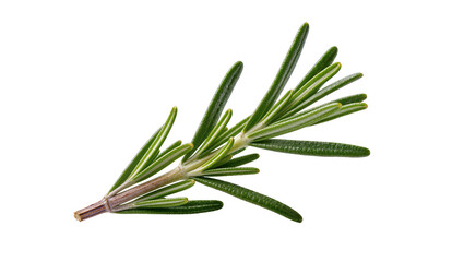 Fototapeta premium Fresh green rosemary sprig with needle-like leaves
