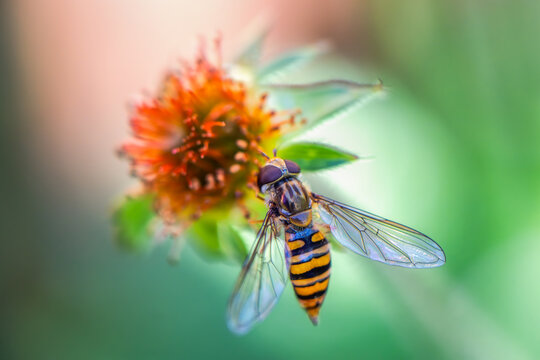 View of a hoverfly with a striped abdomen resting on a vibrant orange flower with a soft green background in Oldtown, County Dublin, Ireland.
