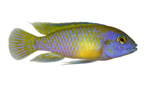 Vibrant blue and yellow striped cichlid fish