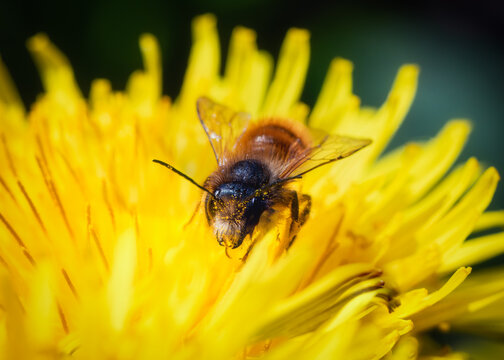 View of a honey bee collecting pollen on a vibrant yellow dandelion flower in a sunny field in Oldtown, County Dublin, Ireland.
