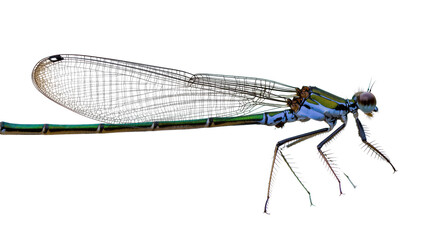 Blue and green damselfly with wings and long body © Lisa