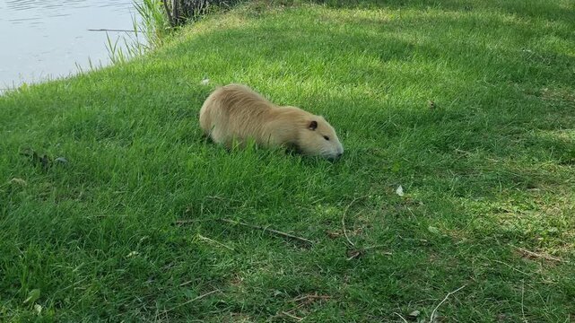 Nutria grazing on green grass near a pond, eating vegetation and moving slowly across a lawn. Mobile phone wildlife video with semi-aquatic rodent feeding in a natural habitat