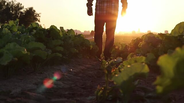 A farmer walks steadily through rows of leafy green crops in a field. The golden sun sets behind, casting warm light and outlining a distant city skyline, showcasing a peaceful agricultural evening