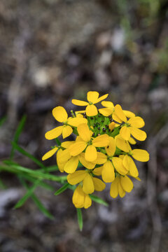 The inflorescence is sandy wallflower