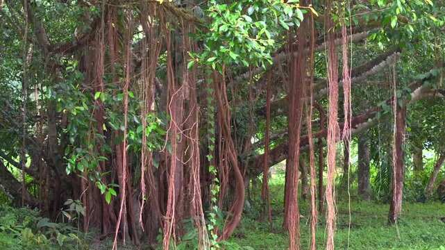 Long roots hang down from banyan tree, the majestic rainforest giant Tree with lush foliage, Jungle Concept