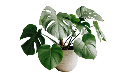 Large green monstera plant in textured pot, isolated on transparent background © Alexa