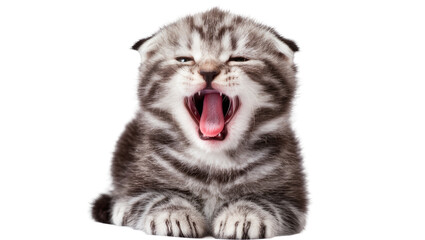 Scottish Fold kitten yawning widely with pink tongue and sharp teeth, isolated on transparent background © Alexa