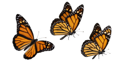 Three monarch butterflies with orange and black wings, isolated on transparent background © Aliona