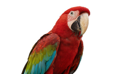 Fototapeta premium Vibrant red and green macaw parrot, isolated on transparent background