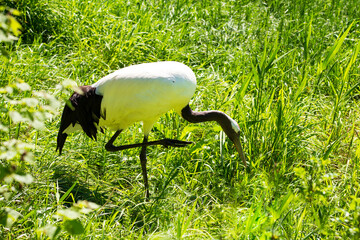 Naklejka premium Side view of demoiselle crane standing on one leg in grassy area during a sunny morning, St-Félicien, Québec, Canada