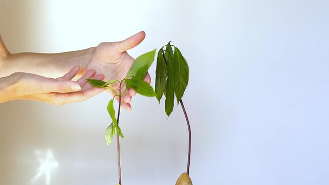 Woman gently examines avocado seedlings with wilted foliage after planting in indoor setting. Illustrates early plant stress, transplant shock, and seedling recovery process during initial growth.