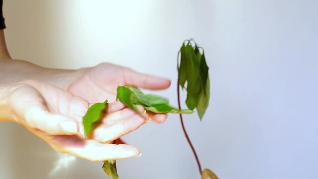 Hands inspect avocado seedlings with wilted leaves after planting in indoor setting. Highlights seedling establishment challenges, vulnerable growth stages, and difficulties during early cultivation.