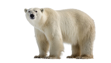 Majestic polar bear with thick white fur, isolated on transparent background © Maria