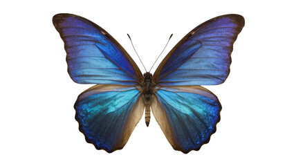 Vibrant blue morpho butterfly with iridescent wings, isolated on transparent background © Maria