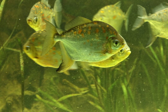fische
