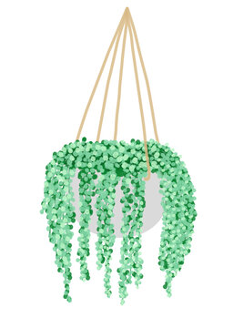 string of pearls hanging plant in art vector