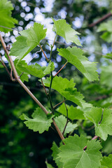 Fototapeta premium grapevine branch with broad green leaves and delicate hanging clusters of tiny early-stage flower buds that will later develop into grapes