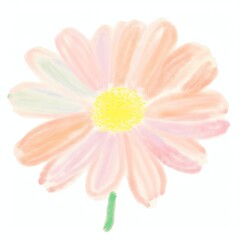 Fototapeta premium Daisy flower petal plant.
