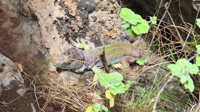 Lagarto ocelado (Timon lepidus) o Fardacho , primer plano , descansando sobre una roca en su h&aacute;bitat natural en la monta&ntilde;a. Video 4 K