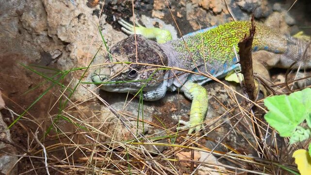 Lagarto ocelado (Timon lepidus) o Fardacho , primer plano , descansando sobre una roca en su h&aacute;bitat natural en la monta&ntilde;a. Video 4 K