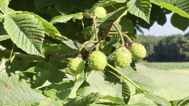 Watching chestnut tree fruits grow in a field under sunlight in summer