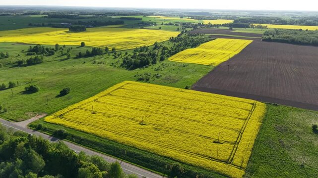 Drone pulling back over geometric rapeseed fields bathed in warm golden light