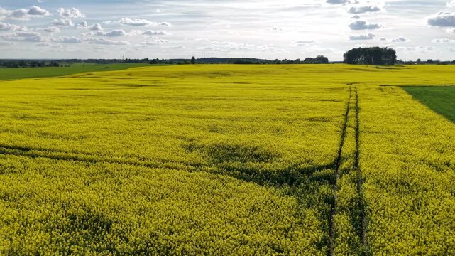 Drone descending over rapeseed field with prominent tractor tracks in Lithuania